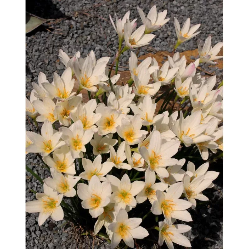 Zephyranthes Aquarius