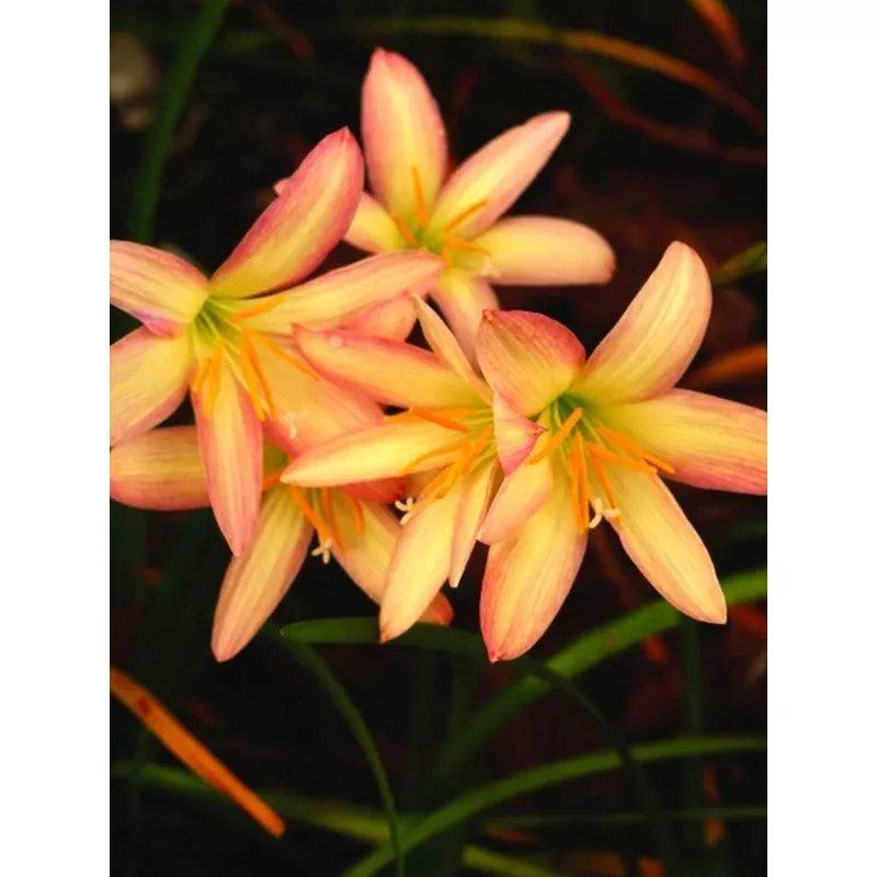 Zephyranthes Bali Beauty