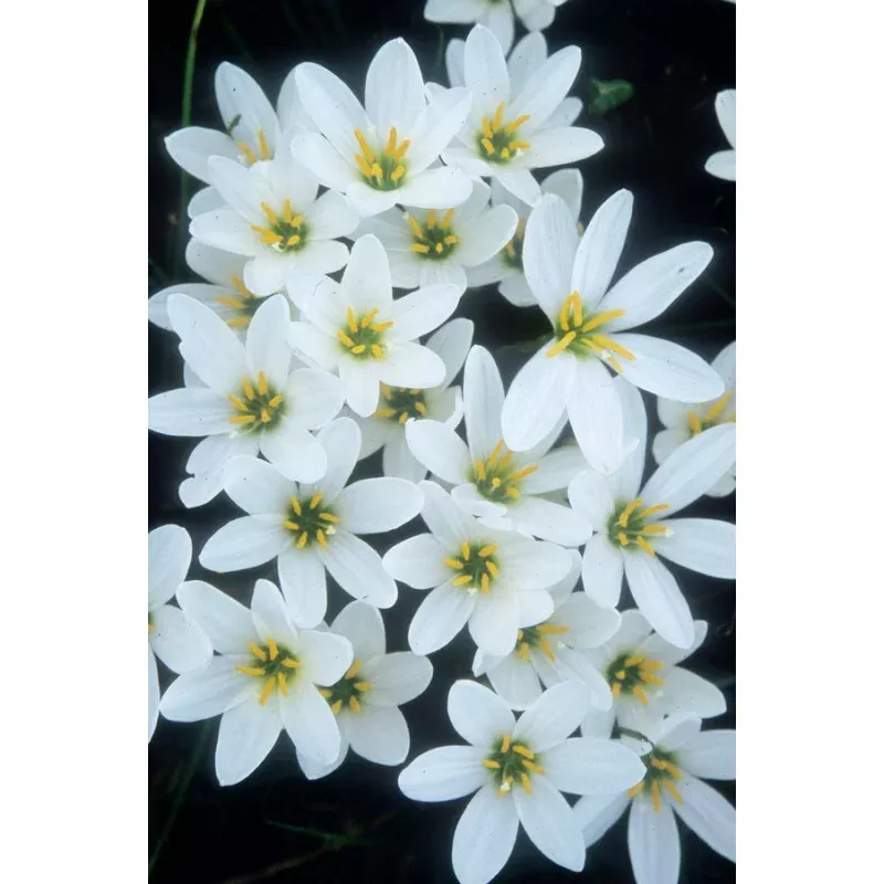 Zephyranthes candida