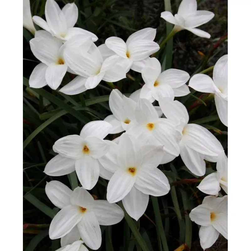 Zephyranthes drummondii Fedora