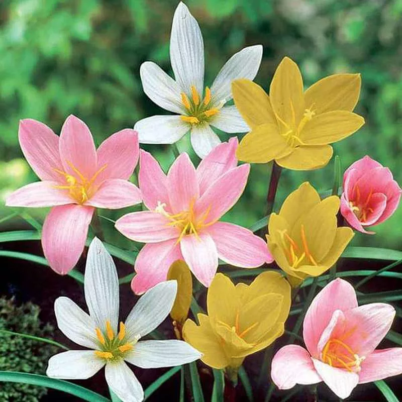 Zephyranthes Grandiflora, Rain Lily (Any Color) – Plant