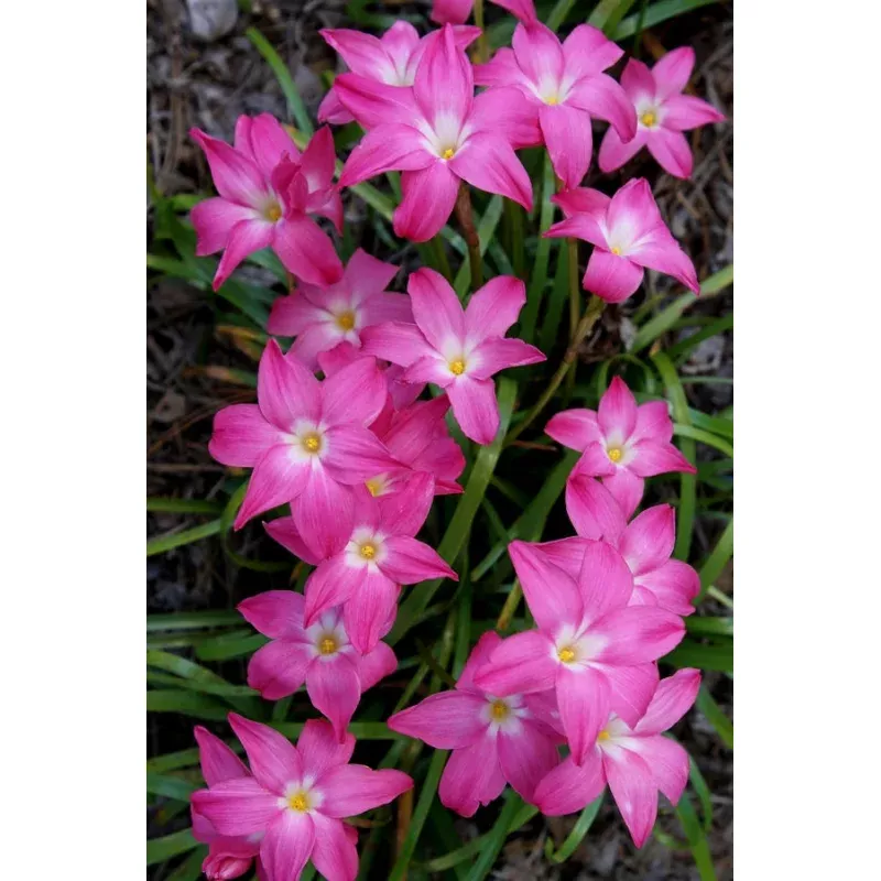 Zephyranthes Heart Throb
