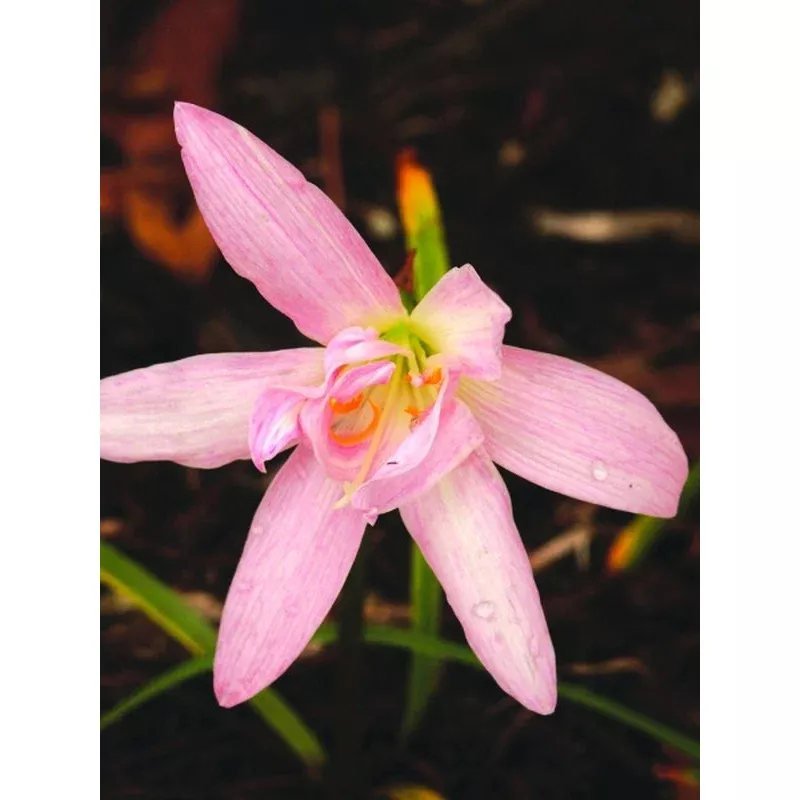 Zephyranthes Jakarta Jewel