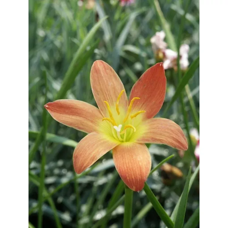 Zephyranthes Java