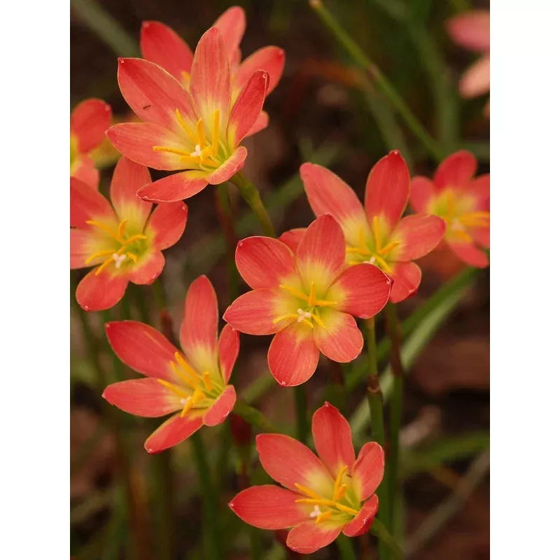 Zephyranthes Krakatau