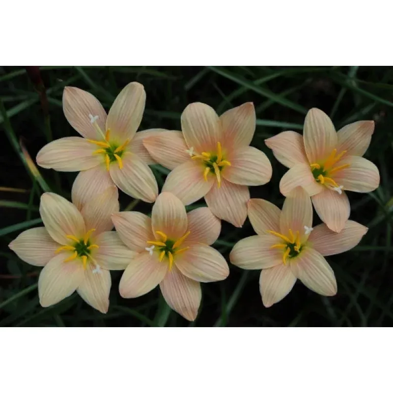 Zephyranthes Magic Charm