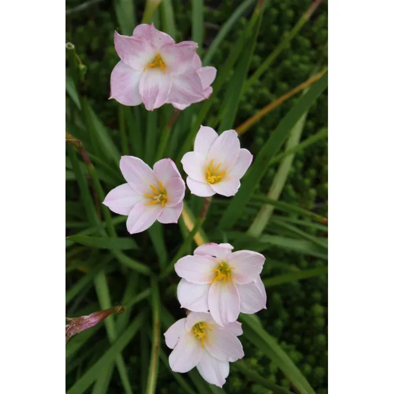 Zephyranthes morrisclintii Redneck Romance