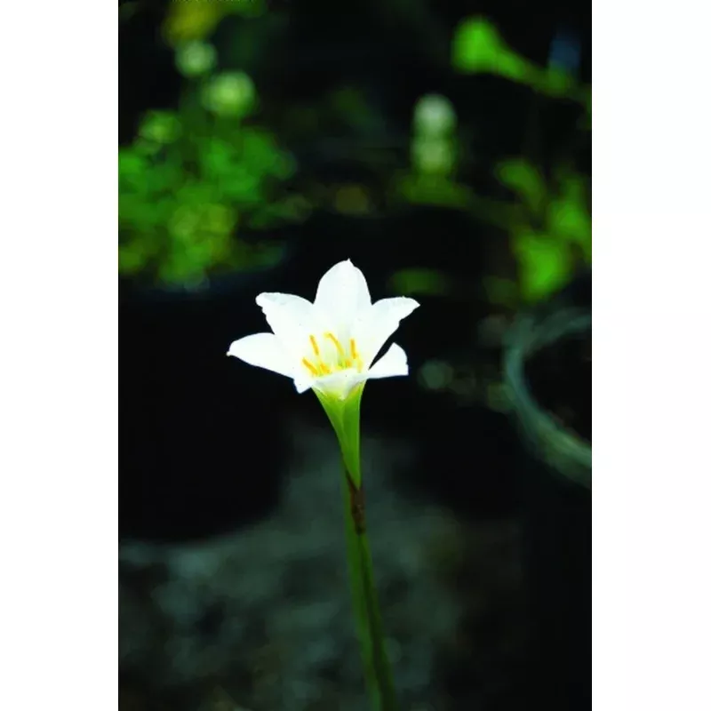 Zephyranthes simpsonii Brunswick County