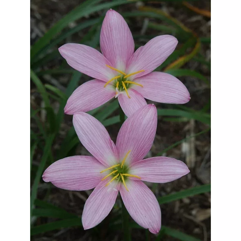 Zephyranthes South Pacific