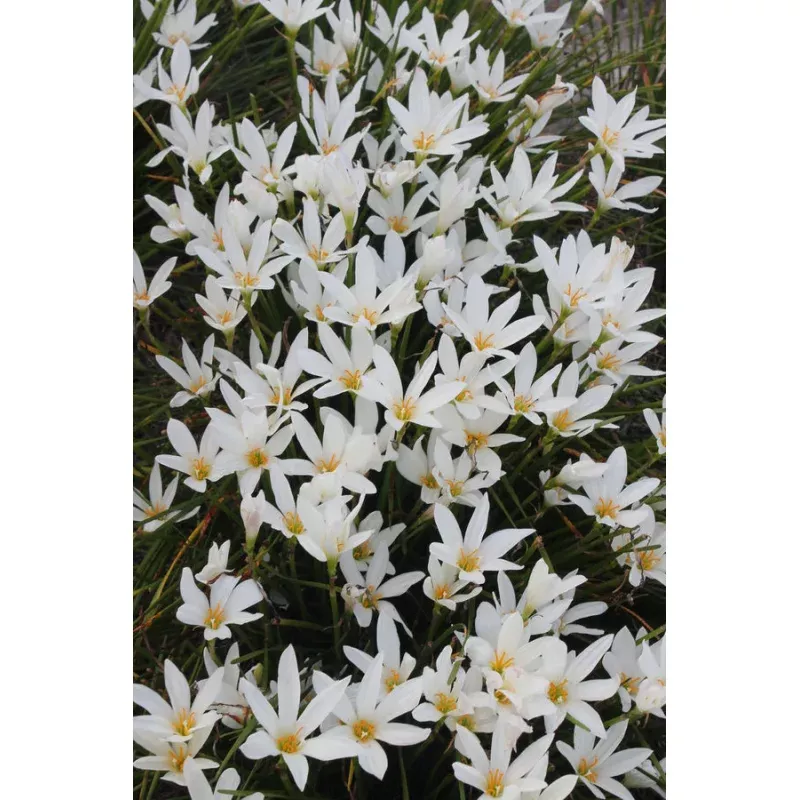 Zephyranthes Summer Snow