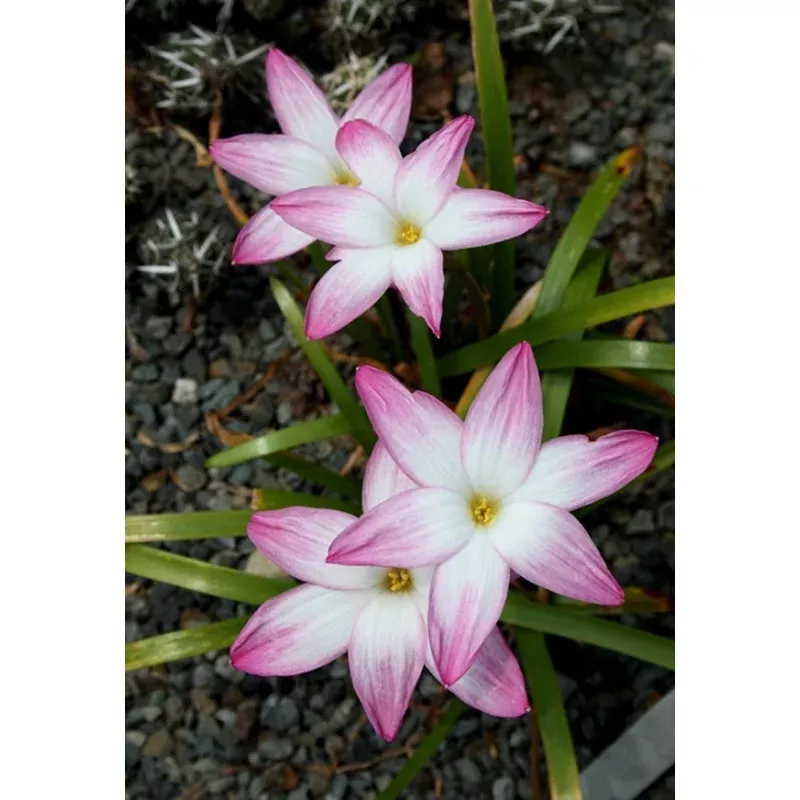 Zephyranthes Summers Chill