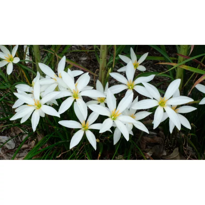 Zephyranthes Superstar
