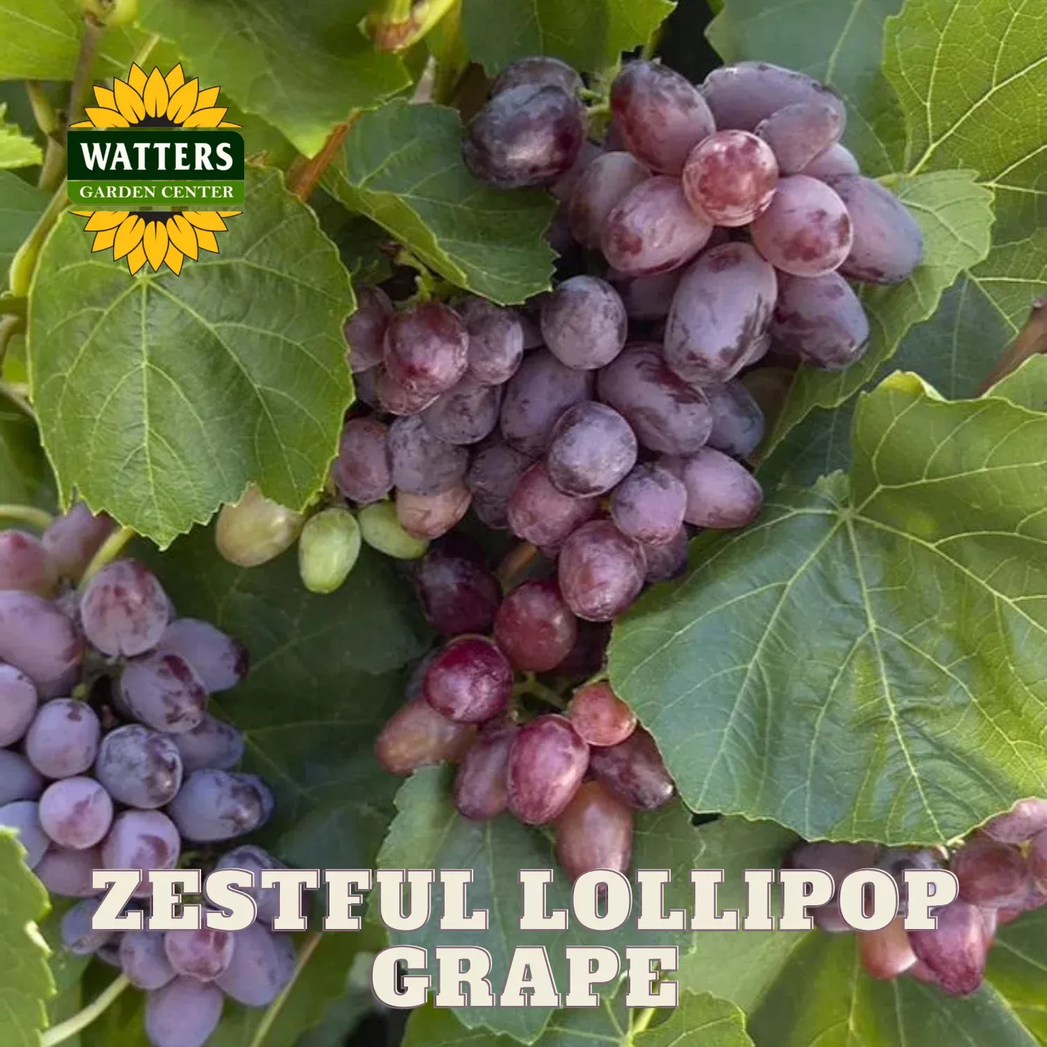 ZESTFUL LOLLIPOP GRAPE 1gal