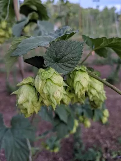 Zeus Hops (Humulus lupulus ‘Zeus’) - 1 gallon