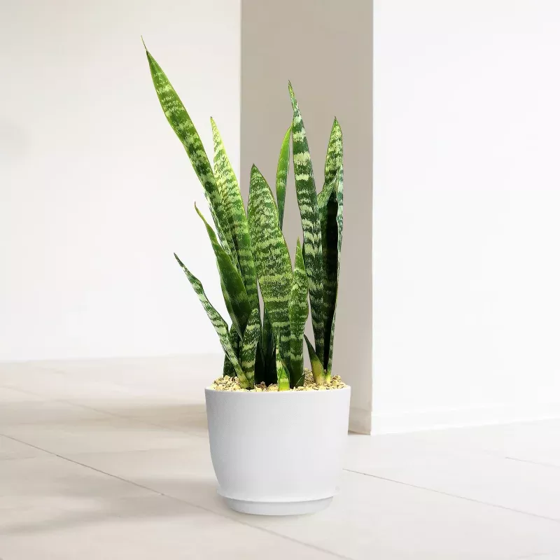 Zeylanica Snake Plant ‘Sansevieria zeylanica’
