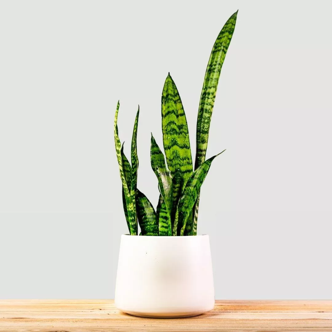 Zeylanica Snake Plant