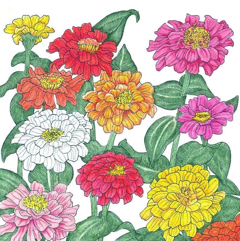 Zinnia, California Mix (1/4 lb)