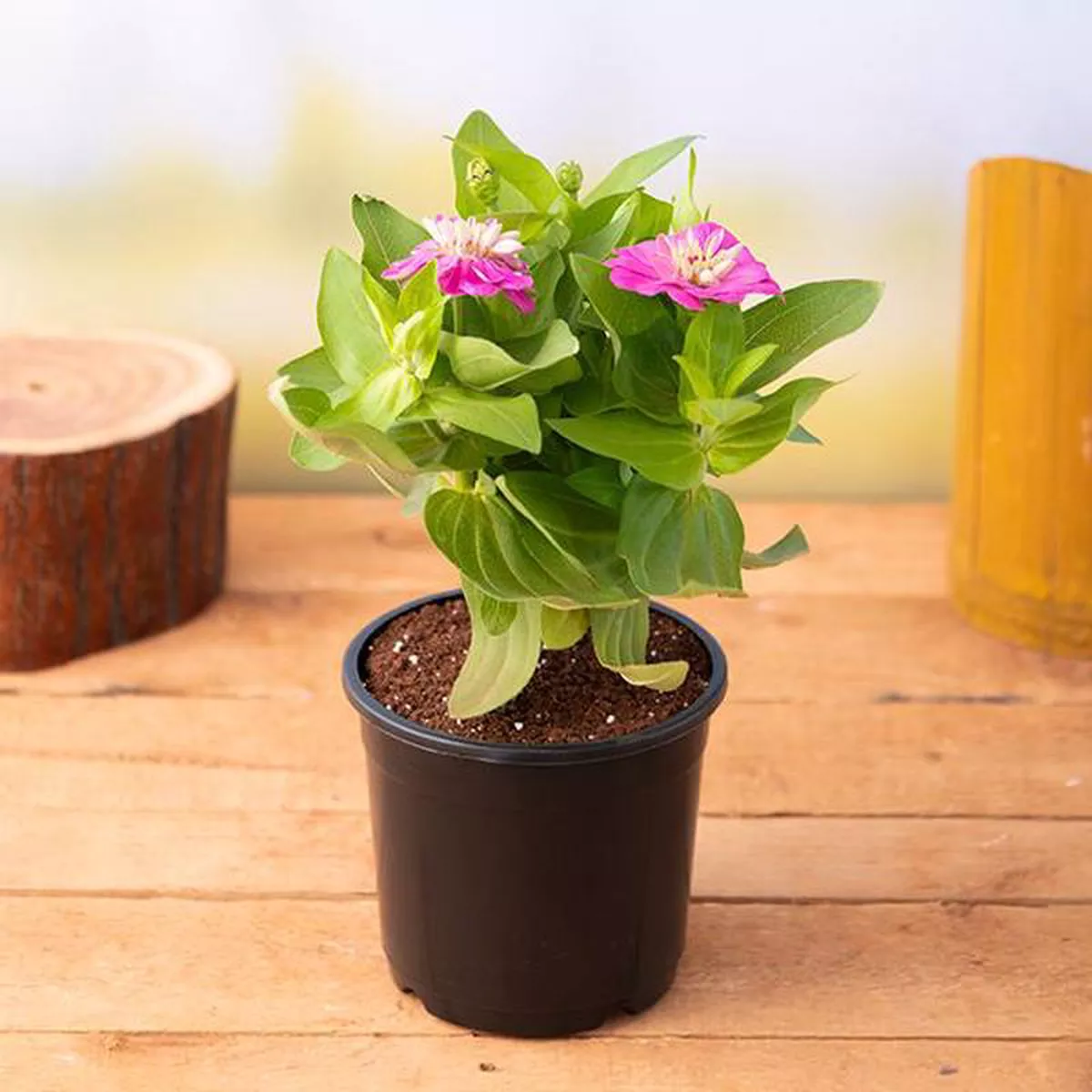 Zinnia (Pink) 8211 Plant