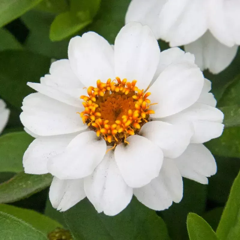 Zinnia Profusion Double White