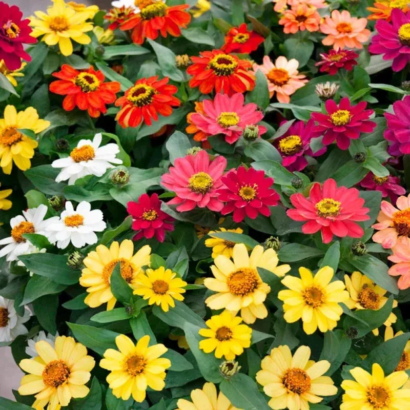Zinnia Seeds – 100+ Profusion Mix – Colorful Garden Flowers – Zinnia elegans – USA – Free Shipping