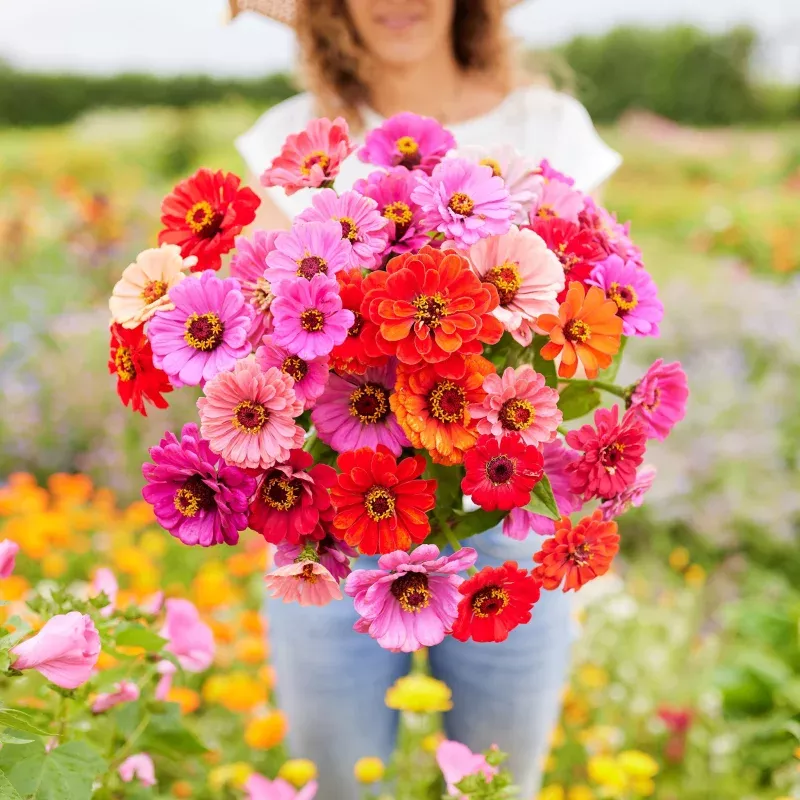 Zinnia Seeds – Dahlia Flowered Mix
