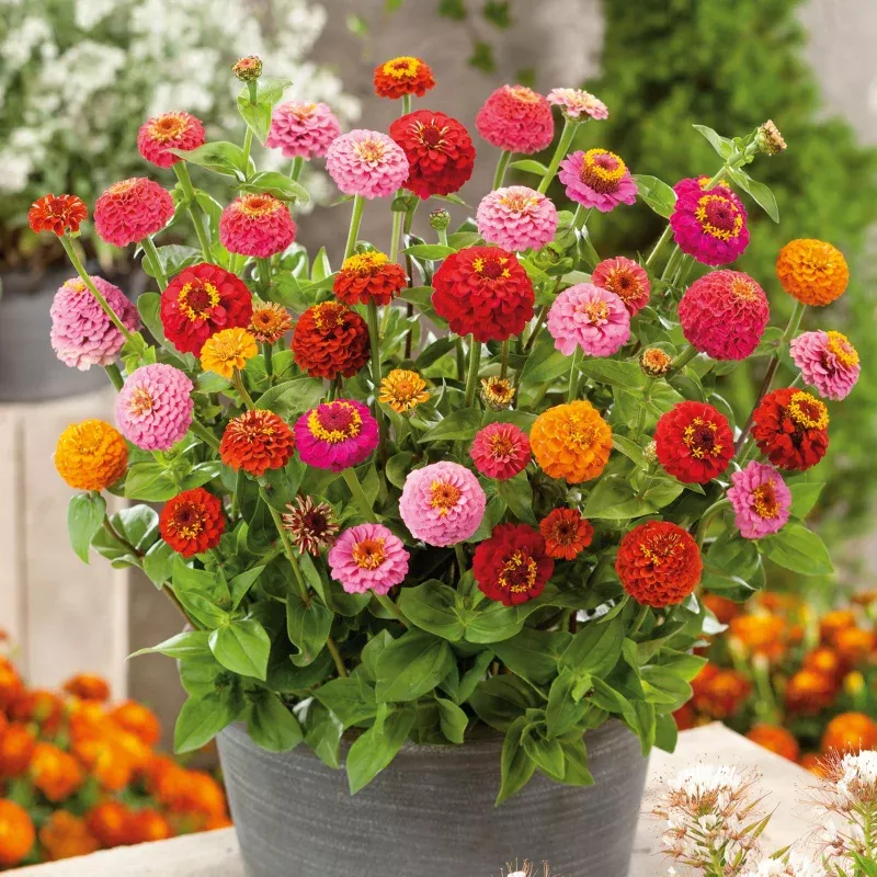 Zinnia Seeds (Organic) – Thumbelina Mix