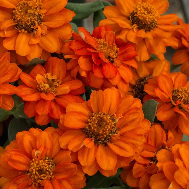 Zinnia Seeds – Profusion Double Fire