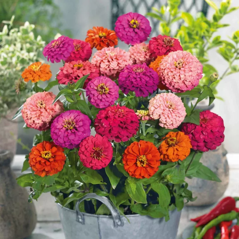 Zinnia Seeds – Pulcino Mix