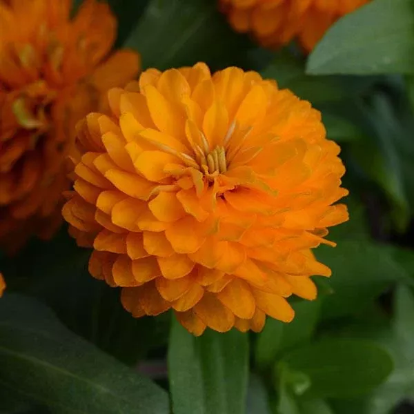 Zinnia Zahara Double Orange Bright – 8