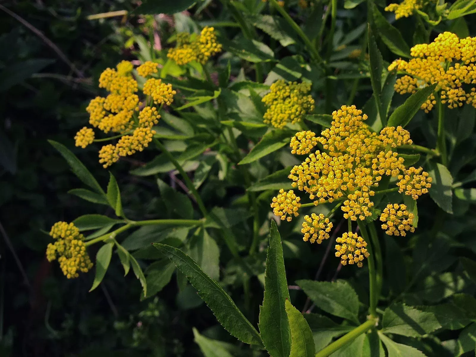 Zizia aurea | golden Alexander