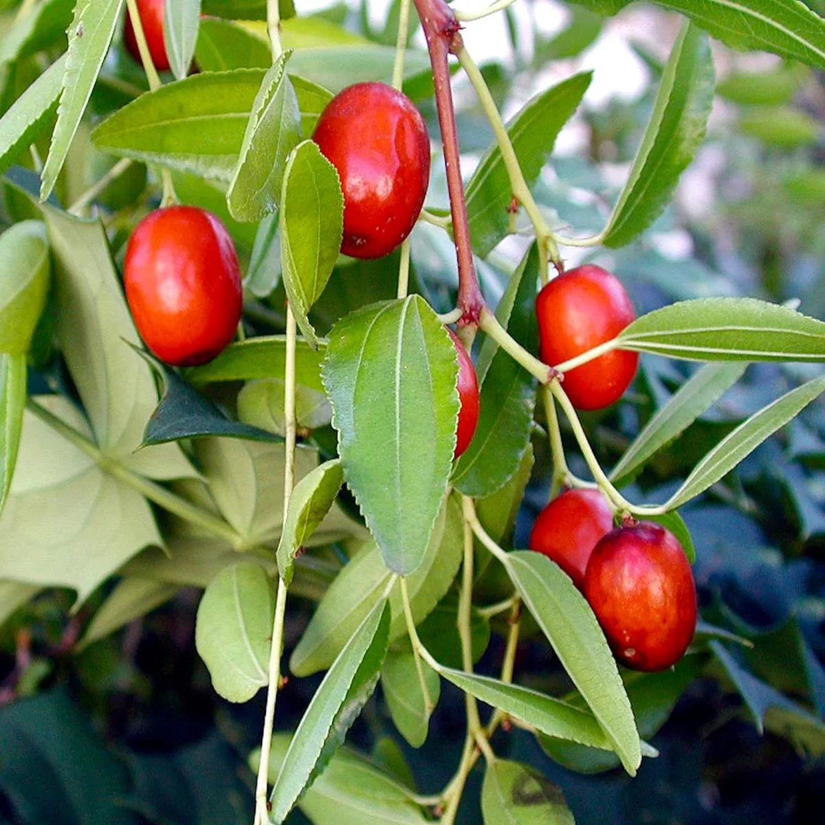 Ziziphus jujuba