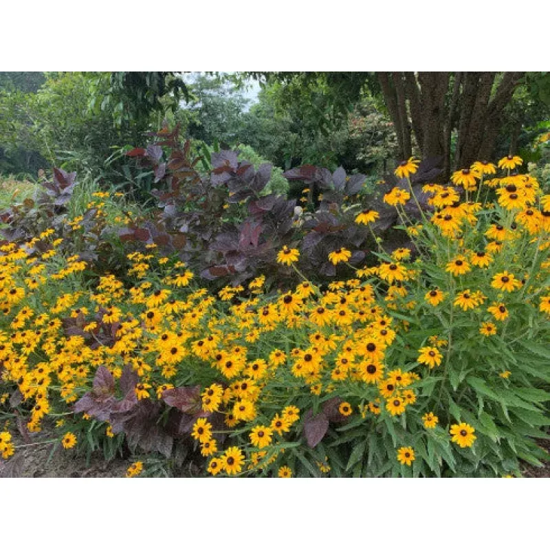 Zoom Recording: Garden Design for Plant Diversity