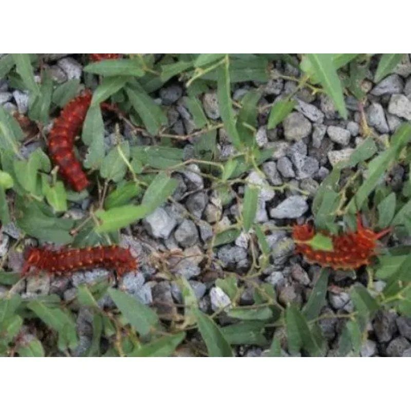 Zoom Recording: The Life Cycles of Butterflies and Moths