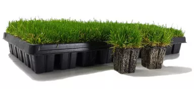Zoysia Plugs