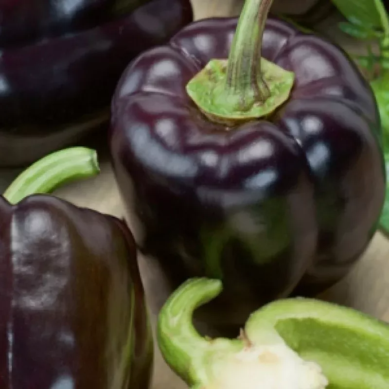 Zulu Black Sweet Bell Pepper – Capsicum annuum