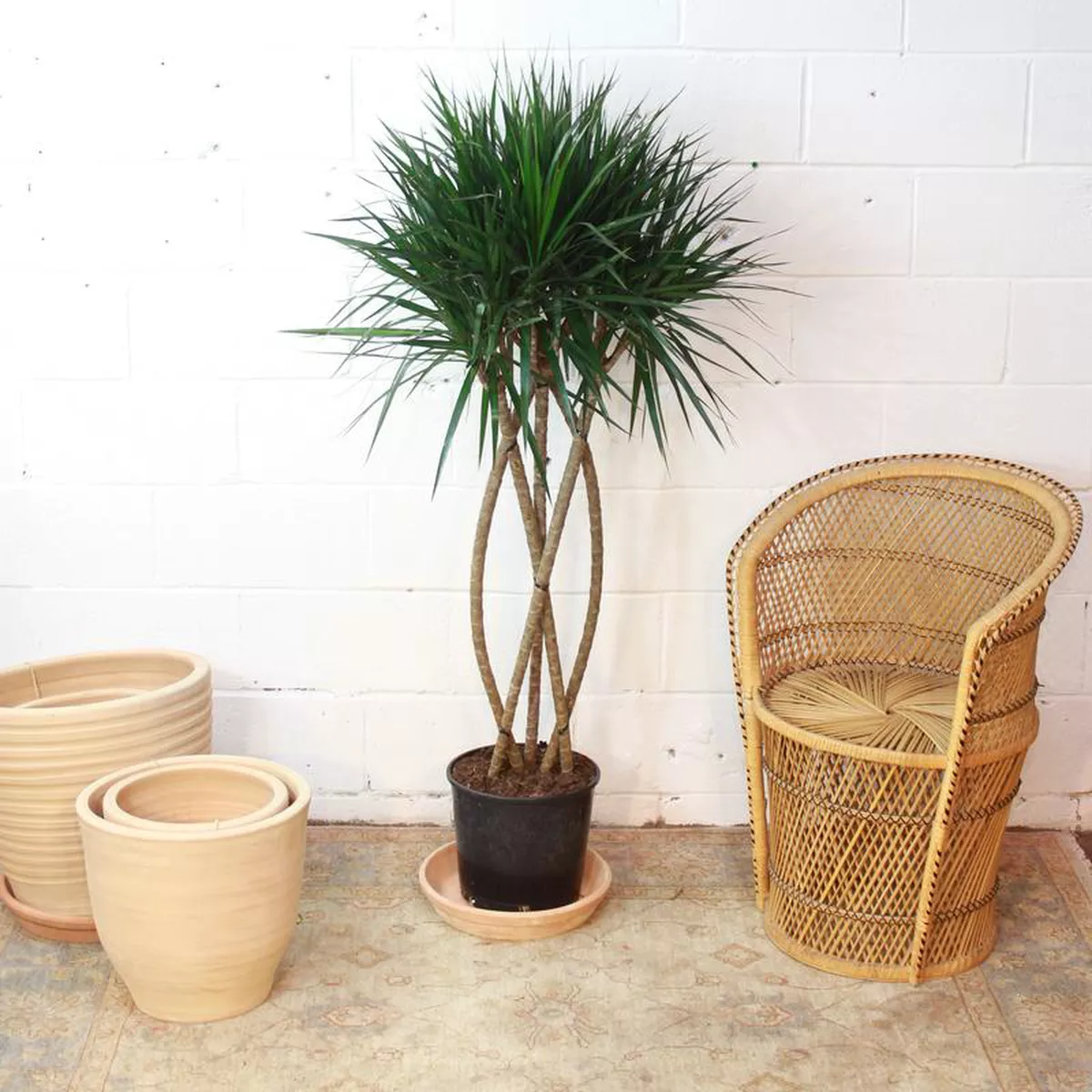 Zulu Weave Dragon Tree Dracaena marginata 8211 10 inch pot 8211 5 foot tall