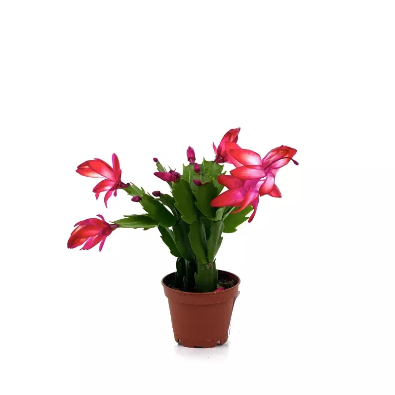 Zygo Cactus, 2.5in, Schlumbergera Truncata