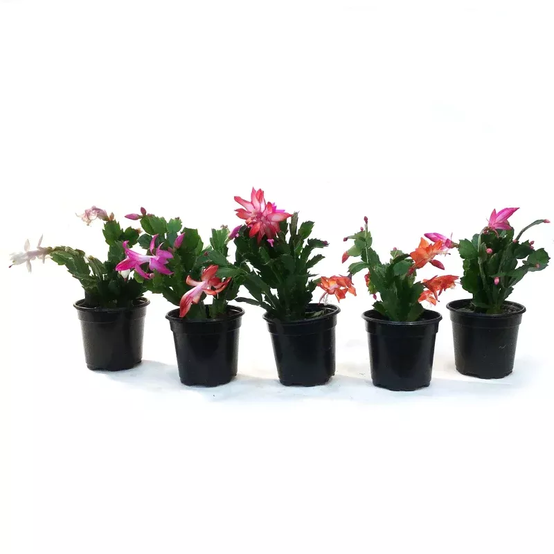 Zygo Cactus, 4in, Thor Series