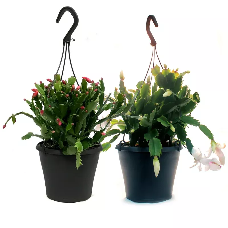 Zygo Cactus, 6.5in, Thor Series