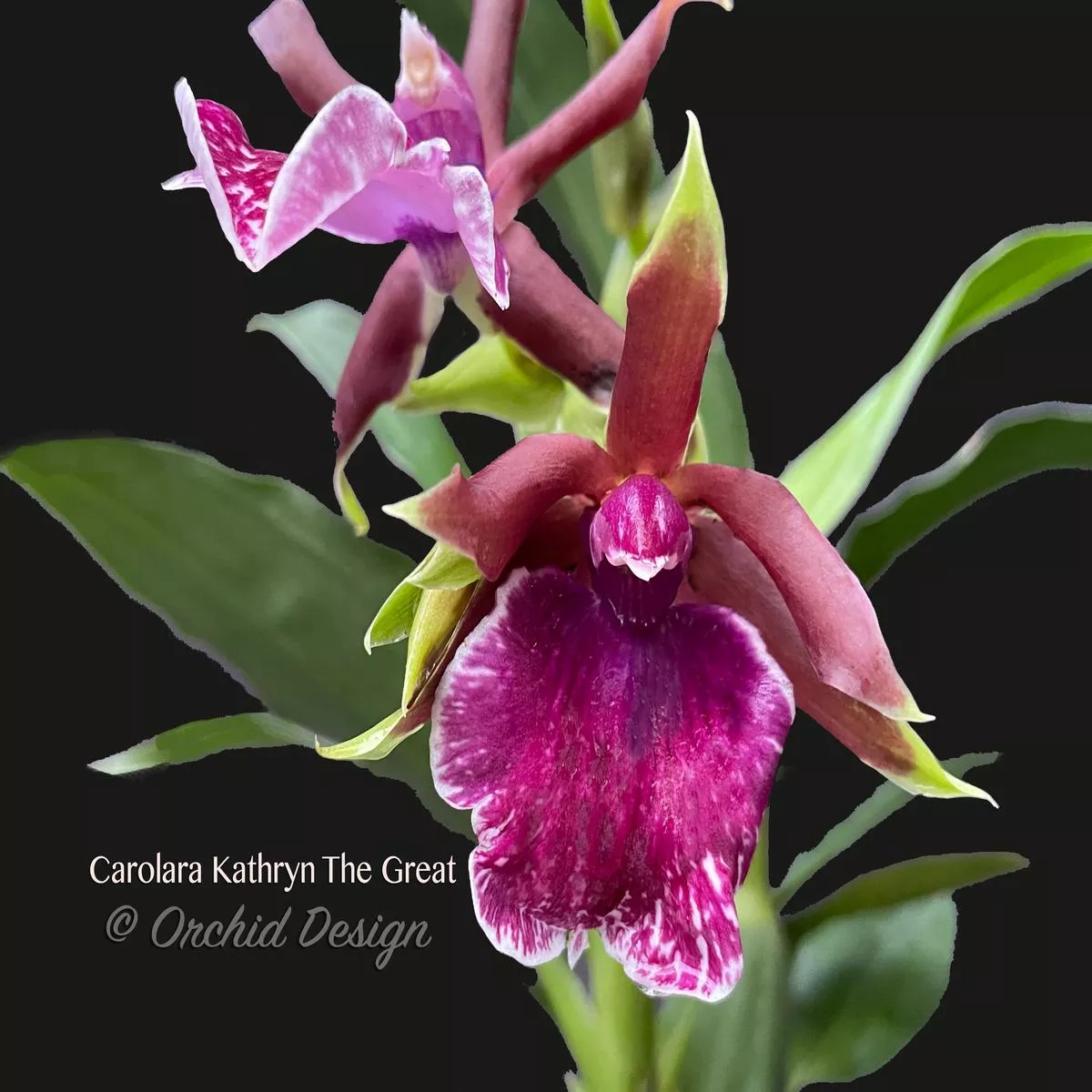Zygo. Carolara Kathryn The Great Fragrant!