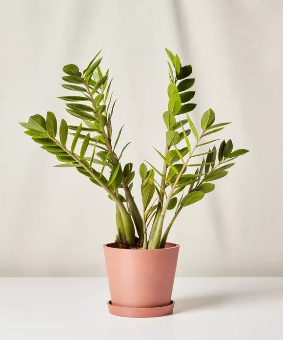 ZZ Chameleon Plant