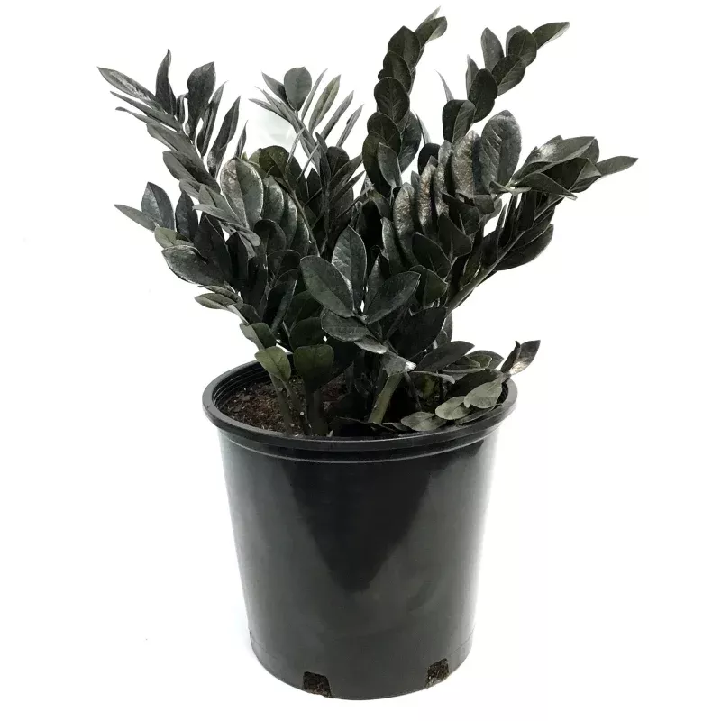 ZZ Plant, 14in, Raven