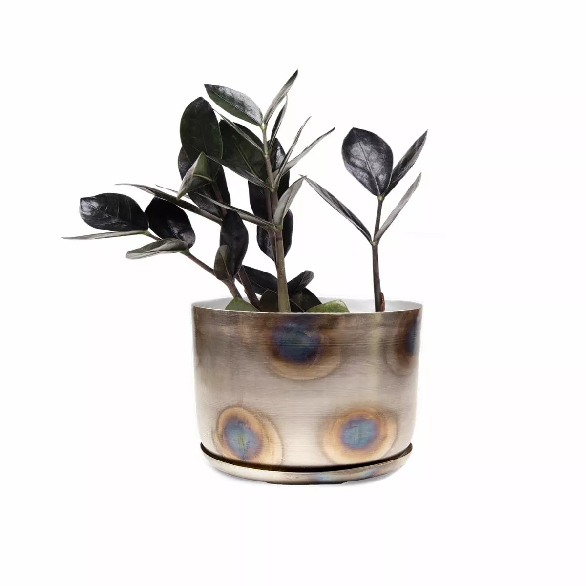 ZZ Plant 4 Inches – Potted