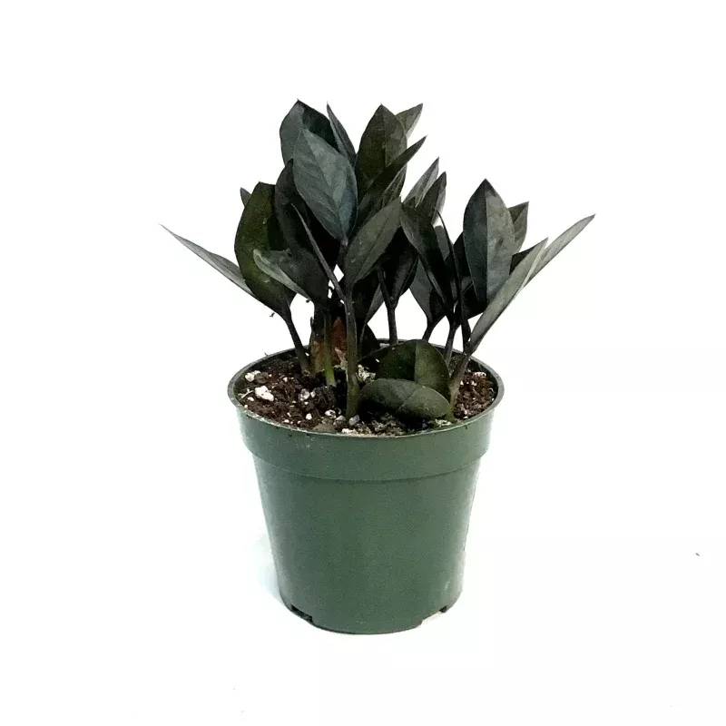 ZZ Plant, 4in, Zamioculcas Zamiifolia Zamicro, Blk
