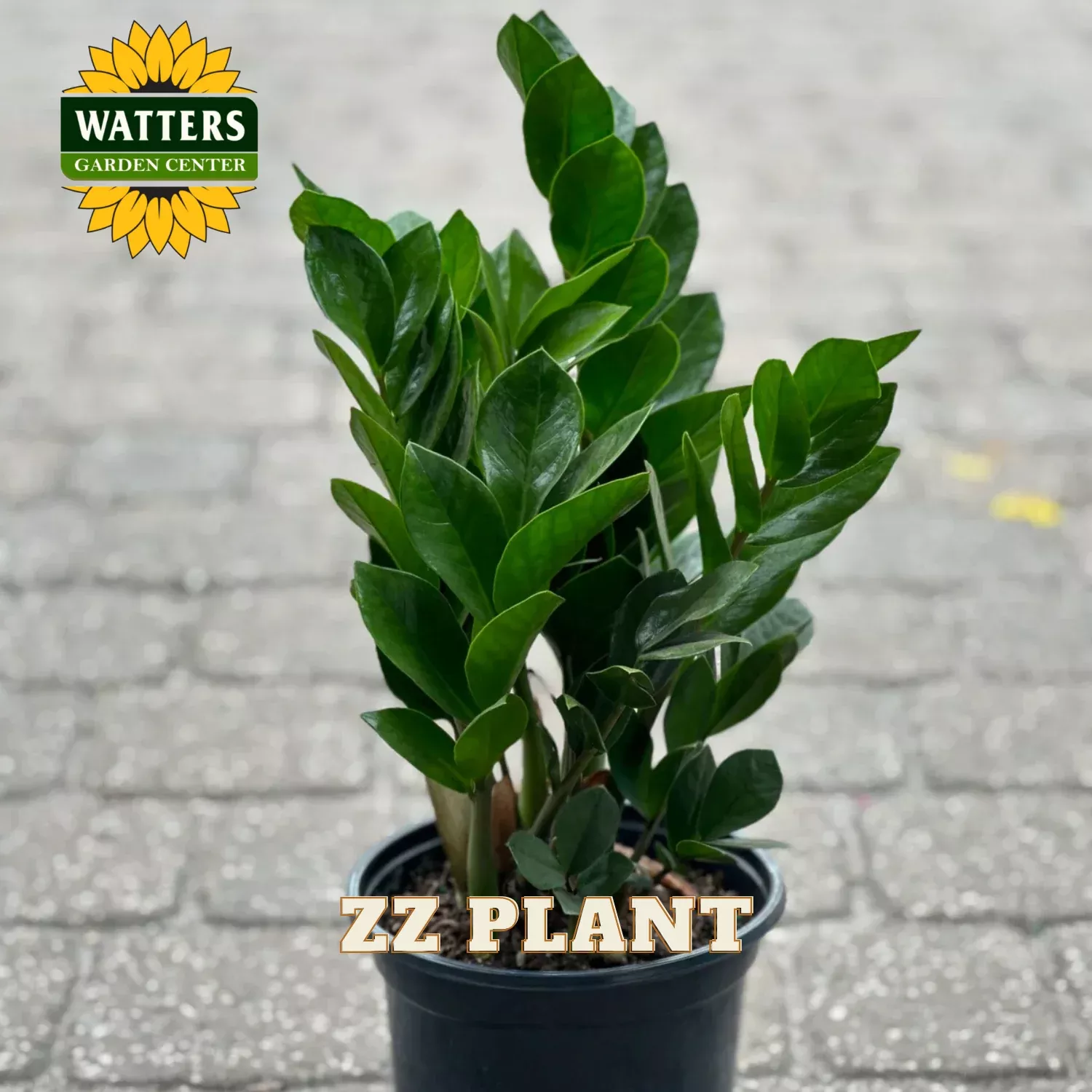 ZZ PLANT 6in