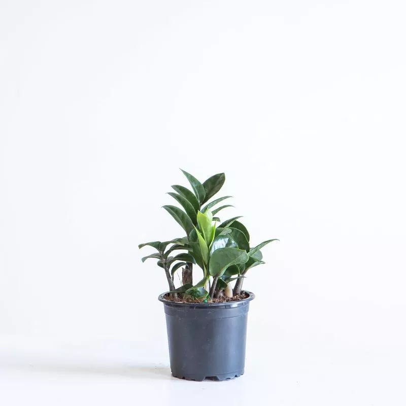 ZZ Plant Compact Leaf: Zamioculcas zamiifolia ‘Zenzi’ – 4 inch pot