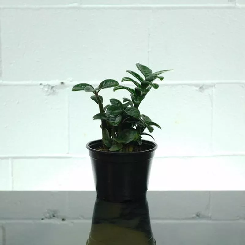 ZZ Plant Compact Leaf: Zamioculcas zamiifolia ‘Zenzi’ – 6 inch pot