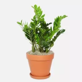 ZZ Plant – Grande