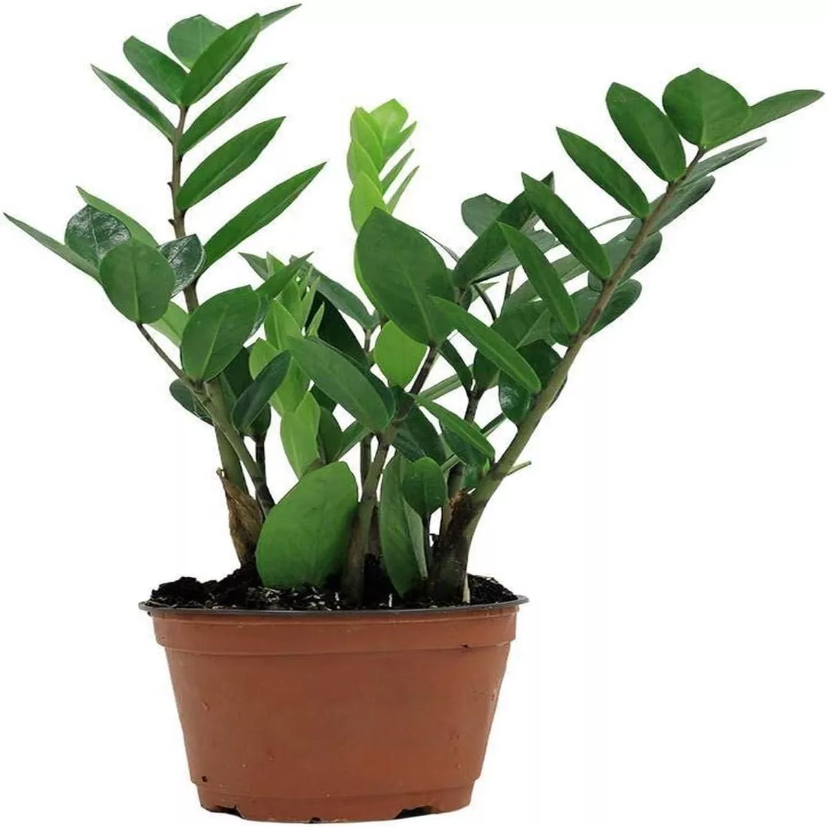 ZZ Plant – Live Plant in a 4 Inch Pot – Zamioculcas Zamiifolia – Beautiful Easy to Grow Air Purifying Indoor Plant