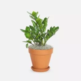 ZZ Plant – Medio